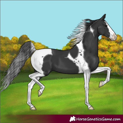 Horse Color:Unknown 