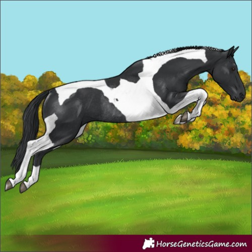 Horse Color:Black Tobiano Rabicano