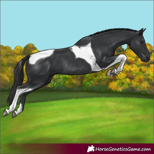 Horse Color:Black Tobiano Rabicano 