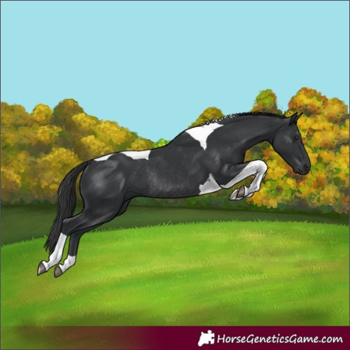 Horse Color:Black Tobiano Rabicano 