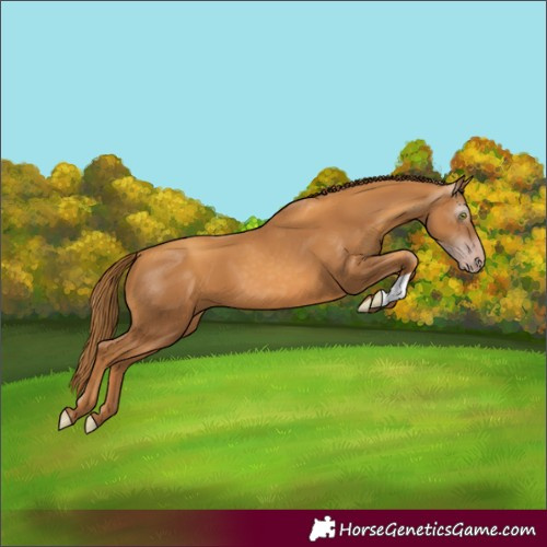 Horse Color:Gray Gold Champagne 