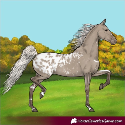 Horse Color:White Spotted Silver Grullo Blanket Rabicano