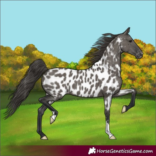Horse Color:Grullo Near Leopard