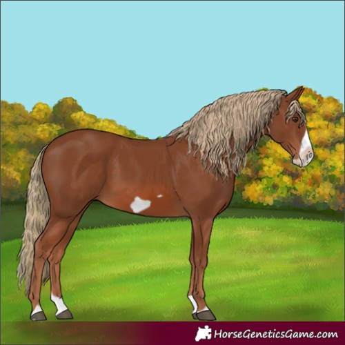 Horse Color:Chestnut Splash Frame 