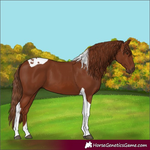 Horse Color:Chestnut Tobiano 
