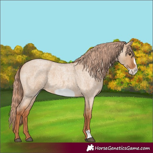 Horse Color:Red Dun Roan Frame 