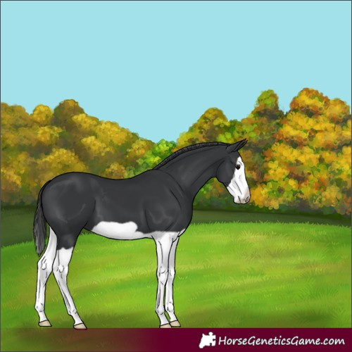 Horse Color:Black Splash Frame 