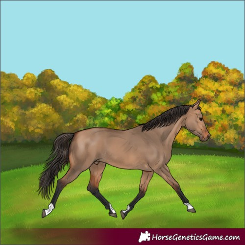 Horse Color:Bay Dun 