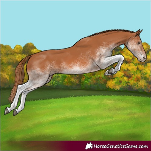 Horse Color:White Spotted Chestnut