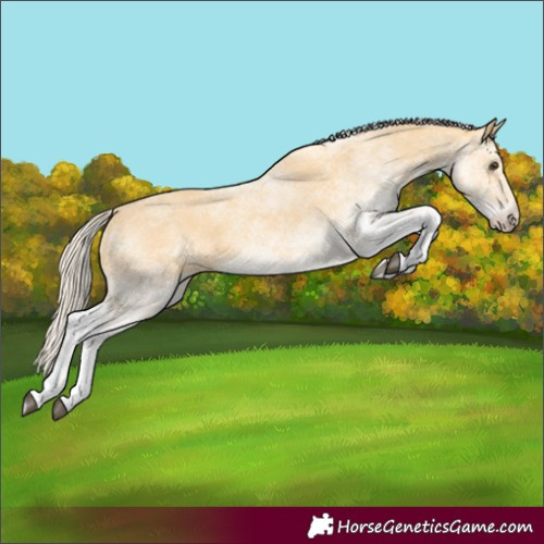 Horse Color:White Spotted Palomino 
