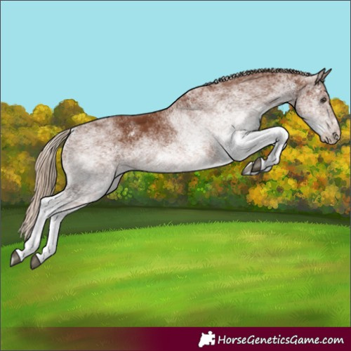 Horse Color:White Spotted Chestnut