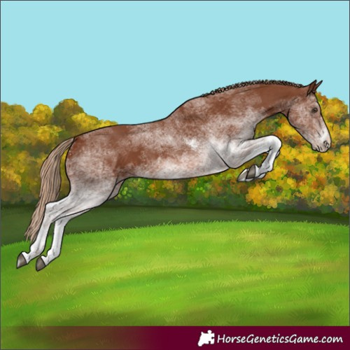 Horse Color:White Spotted Chestnut 