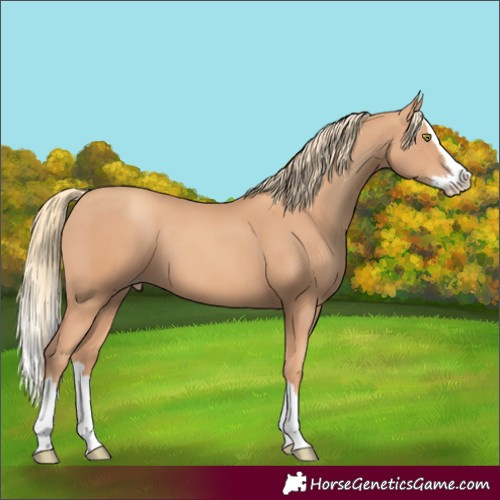 Horse Color:Gold Champagne Splash 