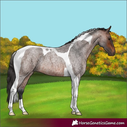Horse Color:Brown Roan Tobiano 