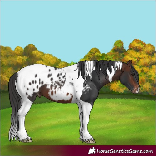 Horse Color:Brown Tobiano Blanket 