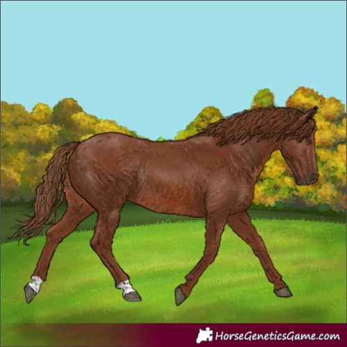 Horse Color:Chestnut Rabicano 