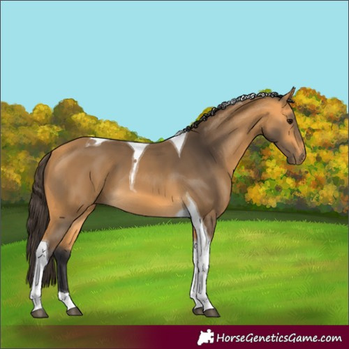 Horse Color:Buckskin Tobiano 