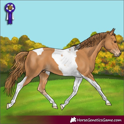 Horse Color:Chestnut Tobiano