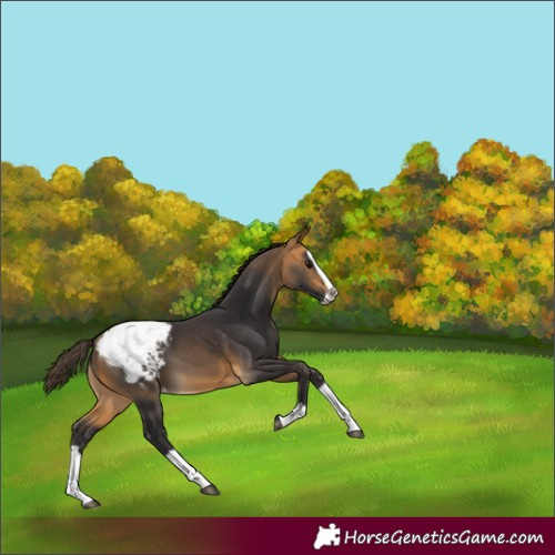 Horse Color:Buckskin Splash Snowcap 