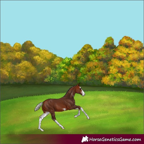 Horse Color:Silver Bay Sabino 