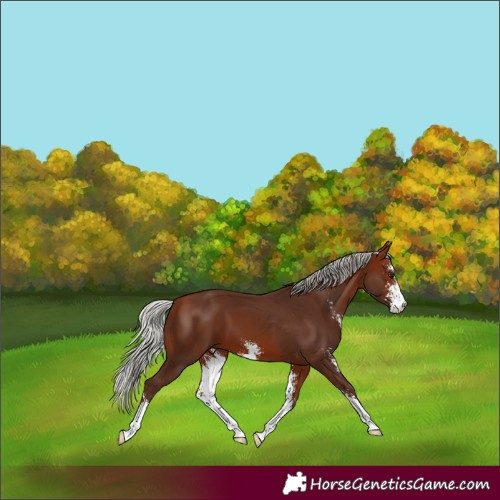 Horse Color:Silver Bay Sabino 