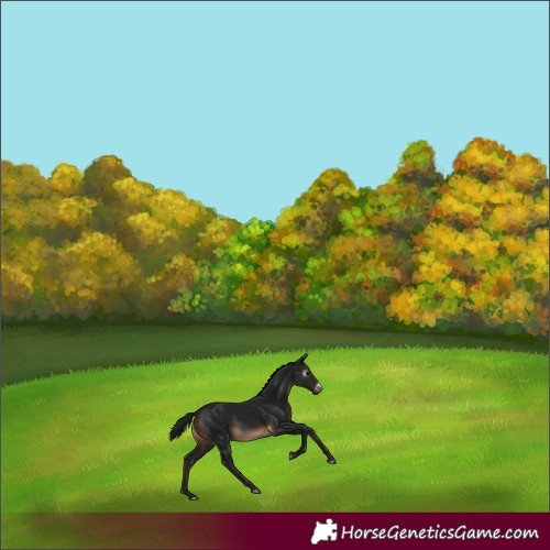 Horse Color:Gray Brown Sabino 