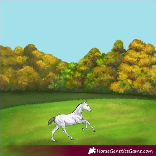 Horse Color:Brown Sabino