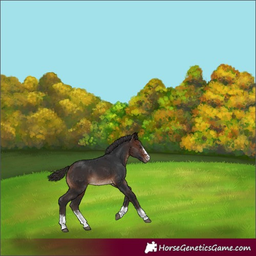 Horse Color:Brown Sabino Appaloosa 