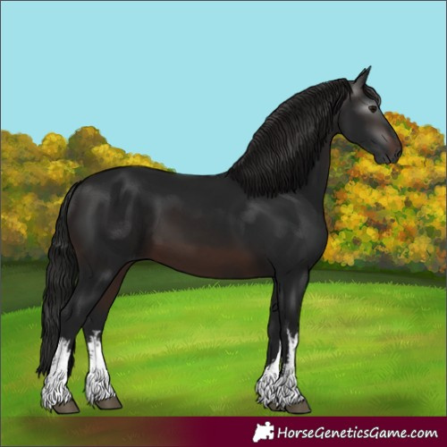 Horse Color:Gray White Spotted Brown 
