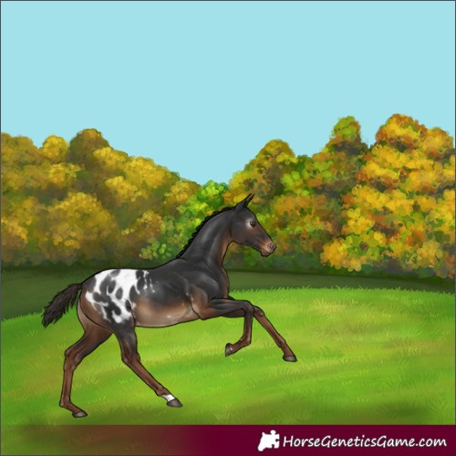 Horse Color:Gray Liver Chestnut Appaloosa Rabicano