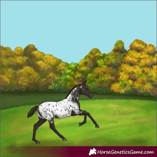 Horse Color:Liver Chestnut Appaloosa