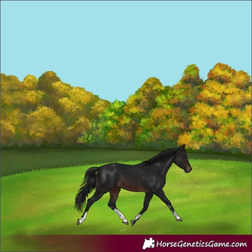 Horse Color:Gray Brown Sabino