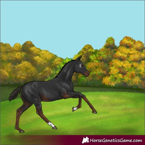 Horse Color:Gray Liver Chestnut