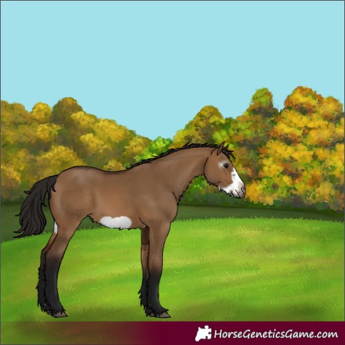 Horse Color:Unknown 