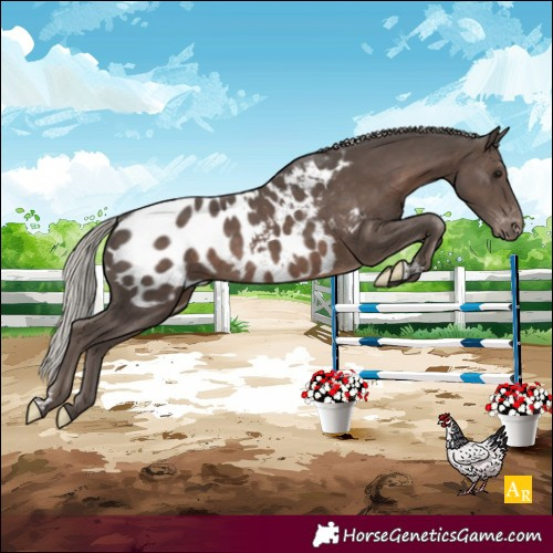 Horse Color:Silver Black Near Leopard