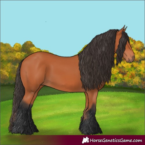 Horse Color:Bay 