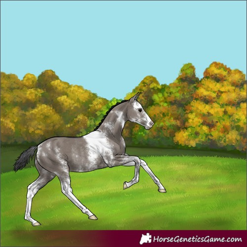 Horse Color:Grullo Sabino Rabicano 