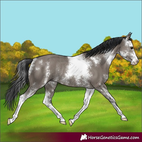 Horse Color:Grullo Sabino Rabicano
