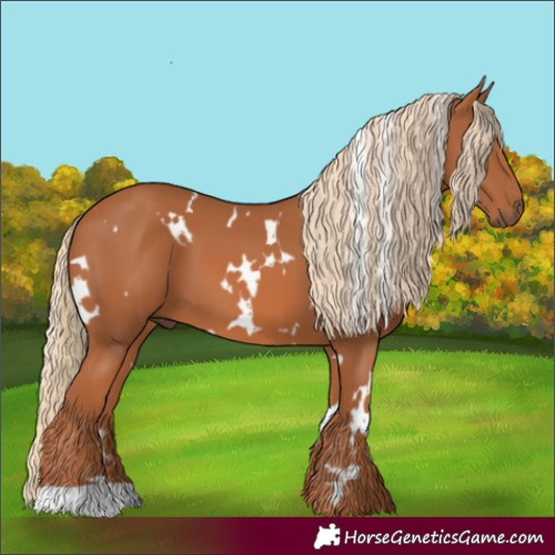 Horse Color:White Spotted Chestnut