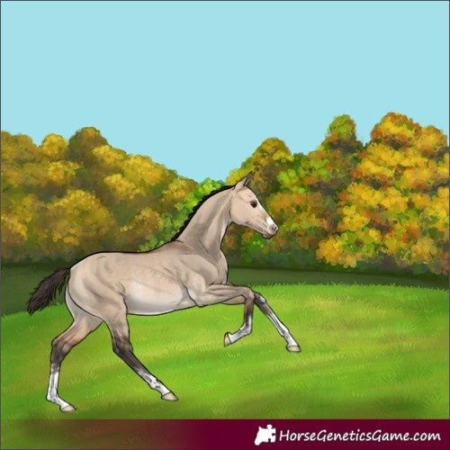 Horse Color:Bay Dun Rabicano 