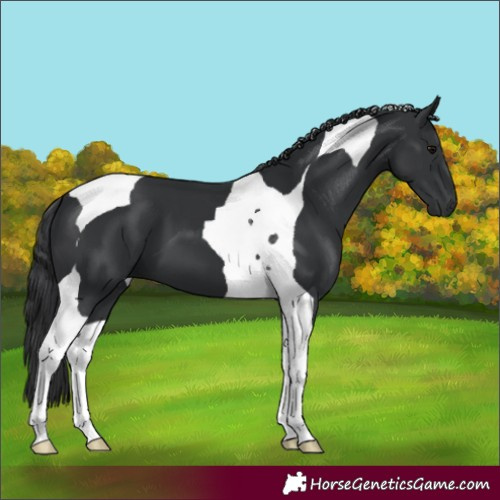 Horse Color:Black Tobiano