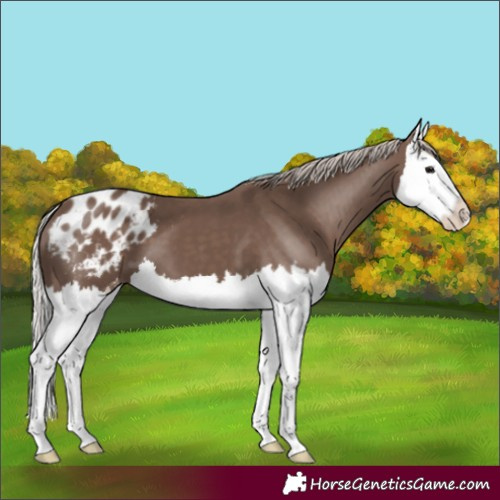 Horse Color:Silver Black Splash Blanket