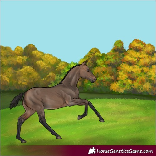 Horse Color:Bay Dun 