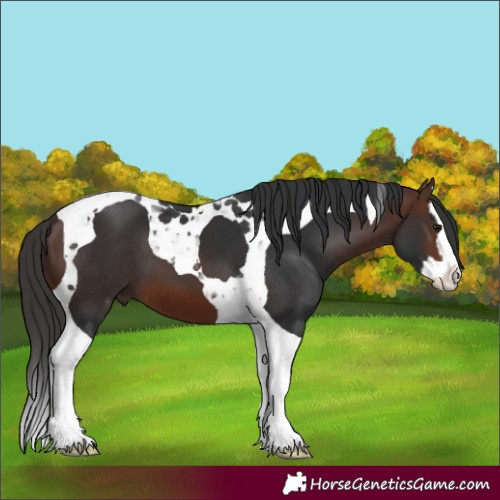 Horse Color:Brown Splash Tobiano