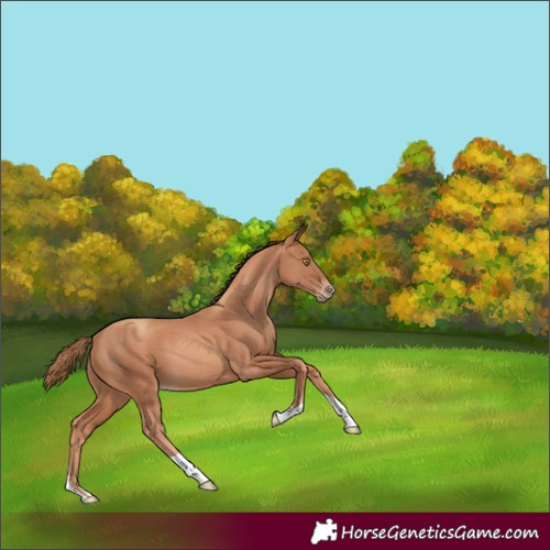 Horse Color:Gold Champagne 