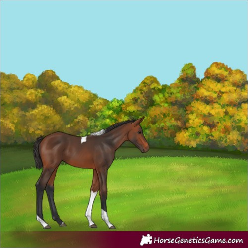 Horse Color:Bay Tobiano 