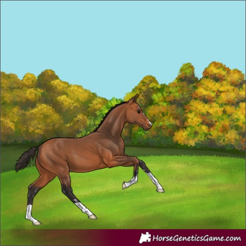 Horse Color:Bay 