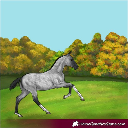 Horse Color:Blue Roan Tobiano 