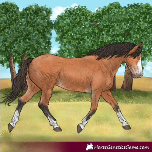 Horse Color:Bay 