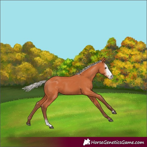 Horse Color:Silver Bay Sabino